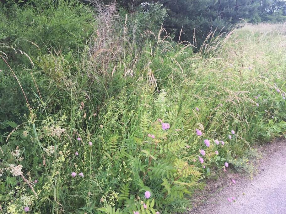 Entspannung In Der Schoenen Lueneburger Heide Gohrde 外观 照片